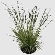 Image result for Pogonarthria squarrosa