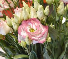 Image result for eustoma flamenco