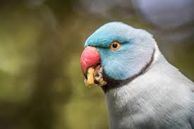 Despite their tropical origin, parakeets are able to cope with the cold british winters, especially in suburban parks, large gardens, and orchards, where food. Ring Necked Parakeet Eating Close Up Animals Flora Fauna Indivstock