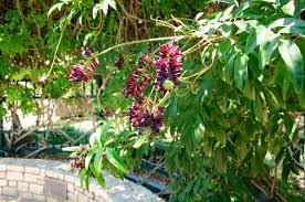 Image result for Millettia