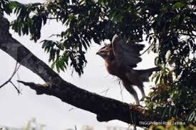 Check spelling or type a new query. Keberadaan Burung Garuda Kembali Ditemukan