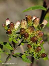 Image result for Conyza limosa