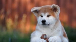 American akitas and akita inus differ in their head and eye structure. Japanese Akita Vs American Akita Little Paws Training
