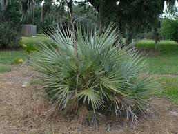 Image result for Nannorrhops