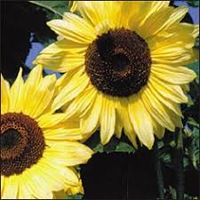 Setelah menyiapkan benih dan media tanam, lanjutkan ke proses penaburan. 16 Lemon Queen Sunflower Ideas Sunflower Plants Flowers