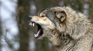 White Wolf 10 Pictures Of Growling Wolves That Will Awaken Your Alpha Side Wild Animals Attack Animal Attack Angry Wolf