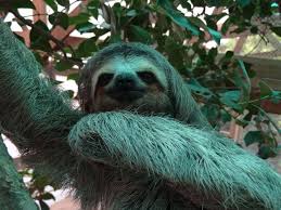 The first 30 seconds are easy. 10 Facts About Sloths Nature S Slowest Animals World Animal Protection