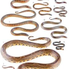 Image result for Atractus multicinctus