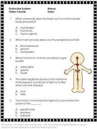Free Download Human Body Endocrine System Video And Worksheet For Biology This Activity Will Suppl Endocrine System Activities Human Body Systems Body Systems