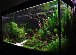 Beautiful Tank I Randomly Found Online What Do You Guys Think Aquarium Aquarium Landscape Aquarium Fish Tank Aquarium
