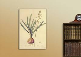 Image result for Drimia elata