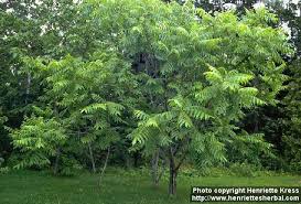 Juglans Cinerea Native Plants Perennial Garden Forest Garden