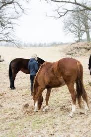 Black And Brown Horse Black And Brown Horse Unghestene I Hjorthaenget Og Michael Vibecke66 Pretty Animals Horses Horse Love