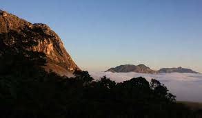 Image result for Schizochilus lepidus