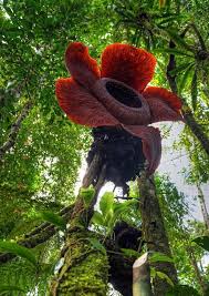 Halalkan admin guna video korang…» Maajoo Media Bunga Rafflesia Yang Tumbuh Di Dahan Pokok Facebook