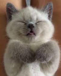 7 Facts About American Bobtail Cats You Have To Know With Images Kittens Cutest Cute Animals Cute Cats