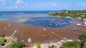 Dossier de presse mai 2018. Video Les Algues Sargasses Etouffent Les Antilles Martinique La 1ere