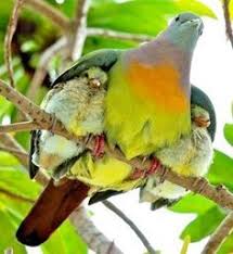 Yellow Bird With Spiky Hair Bird With Babies Under Wings Google Search Animals Animals Beautiful Pet Birds
