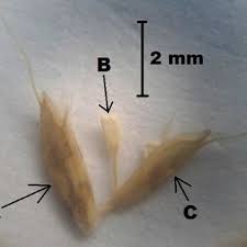 Image result for Ctenium longiglume