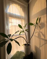 Aesthetic Plant Aesthetic Light Plant Aesthetic Plants