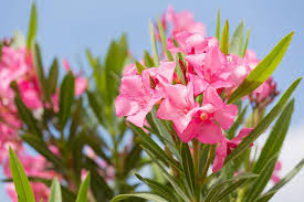 Der richtige standort für einen oleander soll der oleander üppig blühen, stelle ihn an einen platz in der sonne. Oleander Pflegefehler Erkennen Und Behandeln