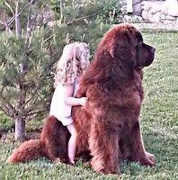 Below is a sample search of our newfoundland breeders with puppies for sale. Newfoundland Puppies For Sale In Indiana Newfoundland Breeders And Information