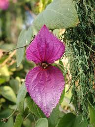 Image result for Dalechampia capensis