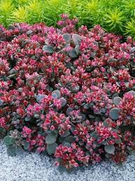 Flowering ground cover plants for sunny conditions enhance your garden with an array of stunning colors. Pin On Landscape