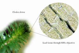 Image result for Elodea