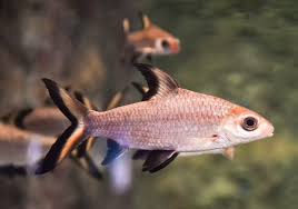 However in 2007 ng and kottelat de. The Ultimate Bala Shark Care Guide Size Diet And More Everything Fishkeeping