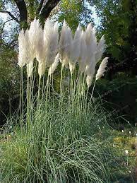 500pcs Rare Pampas Garss Pampas Seed Pampas Grass Plant Ornamental Plant Flowers Cortaderia Selloana G Grasses Landscaping Pampas Grass Seed Ornamental Grasses