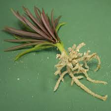 Image result for Senecio barbertonicus