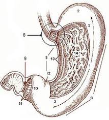 Diagram of human organs in body. Stomach Wikipedia