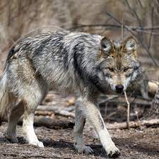 Mexican Gray Wolf Mexican Gray Wolf Grey Wolf Animals Wild