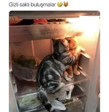 Yasak Ask Guzel Kediler Hayvan Mizahi Kedileri Seviyorum