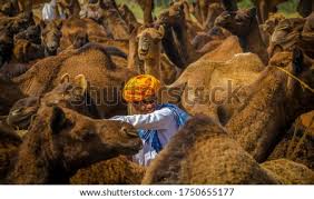 Culture vultures were keen on witnessing the tradition of decorating the animals. Shutterstock Puzzlepix