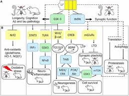 Large servings may cause excessive thirst, nausea, hand tremors, and loss of coordination.16 Frontiers Molecular Mechanisms Of Lithium Action Switching The Light On Multiple Targets For Dementia Using Animal Models Molecular Neuroscience