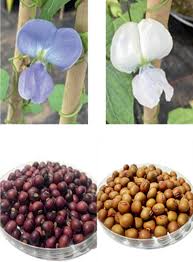 Image result for Psophocarpus lancifolius