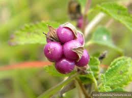 Image result for Lantana rugosa