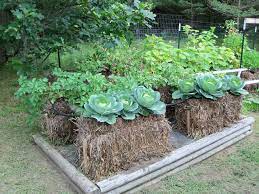 Straw Bale Gardens Complete Guide To Growing A Bountiful Garden Without Weeding Bending Or Working Strawbale Gardening Hay Bale Gardening Straw Bale Gardening