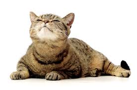 Gato (spanish for cat) may refer to: Quer Se Conectar Com Seu Gato Pisque Para Ele Veja Saude
