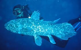Coelacanths also have a bunch of anatomical features that are associated with early vertebrates. Coelacanth Is A Fish Thought By Evolutionists To Be One Of The Oldest Fish Species And To Have Been Extinct For 360 Mi Ausgestopftes Tier Gefullter Fisch Tiere