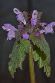E proprio come le onde a volte si spezzano sugli scogli, ma è solo un'illusione. Primavera I Fiori Spontanei Piu Diffusi E Che Vediamo Tutti I Giorni Fondazione Museo Civico Di Rovereto