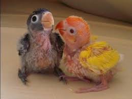 Hand Raised Agapornis Lovebird Spanish Cuidados Del Agapornis Papillero Consejos Youtube Cria De Aves Nombres De Animales Como Socializar
