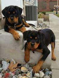 370 Puppiesetc Ideas In 2021 Puppies Cute Animals Cute Dogs