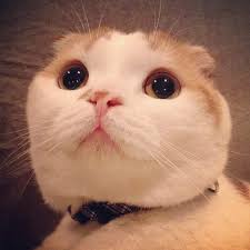 次なるスターはこの中に！ 早耳可愛いインスタアカウント15