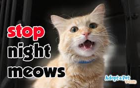 All necessary for pest control amzn.to/2rlu5cg how to stop a cat meowing outside your window. Adopt A Pet Com Blog Stop Cat Meowing At Night Adopt A Pet Com Blog