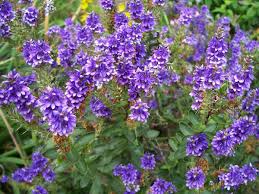 Possono essere di piccole o grandi dimensioni, arbustive, con fiori. Hebe Coltivazione