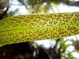 Image result for Microsorum punctatum