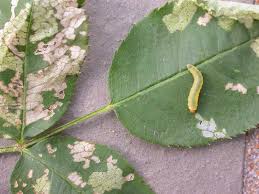 Maybe you would like to learn more about one of these? Rose Problems